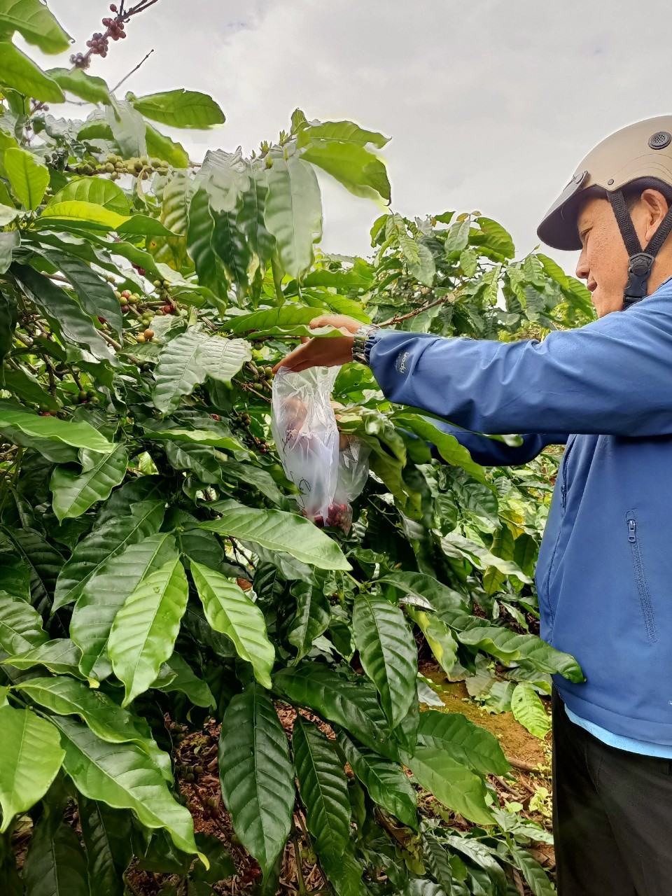 Hinh 5. Lấy mẫu cà phê quả tươi trong vườn cà phê vùng Compact Krông Năng